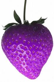 Pin By Debbie Walsh Real Estate On Inlovewith Blue Strawberry Blue Fruits Purple Strawberry