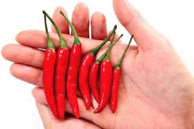 Image result for makan cabai