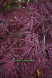 Check spelling or type a new query. Lace Leaf Japanese Maples Weeping Cascading Mendocino Maples Nursery