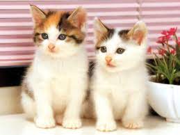 Pin Di Lucu Kucing Imut