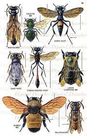 I guess it just upsets me because it gives bees a bad rap. Bees And Other Flying Insects Vintage Art Illustration Etsy In 2021 Insect Art Insects Vintage Bee