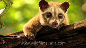 This Civet S Droppings Of Coffee Beans Are A Delicacy Youtube
