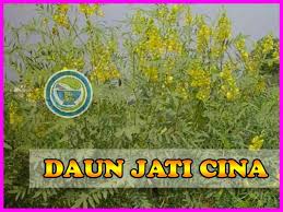 Untuk teh daun jati cina yang diseduh, mungkin agak sulit menentukan dosis yang tepat. Inilah Resiko Teh Daun Jati Cina Palsu Pelangsing Alami