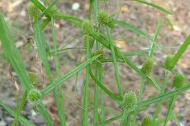 Image result for Cyperus maculatus