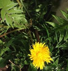 うさぎが食べられる野草 植物を探そう うさぎ All About