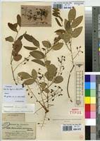 Image result for Pterocarpus lucens