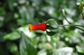 Image result for Manettia