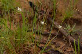 Image result for Chlorophytum galpinii