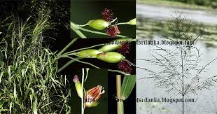 Image result for Panicum maximum