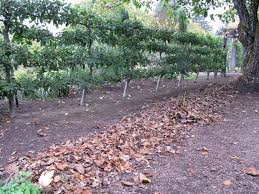 These flowers also help discourage nematodes in the soil, which beneficial for fruit trees. Planning The Home Fruit Garden Harvest To Table