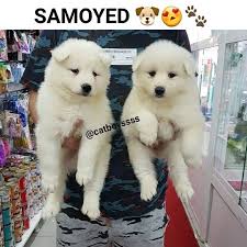 Satilik Samoyed Yavrular Satilik Samoyed Yavrular Kopek Kopekseverler Kopeksahiplendirme Kopekyavrusu Evcilhayvan Ev Samoyed Kopek Evcil Hayvanlar