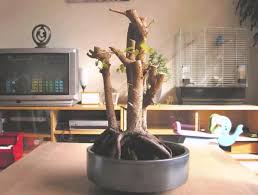Bonsai are just normal trees that are trimmed to remain physically small. Why Is My Ficus Benjamina Dying Tips On Saving The Plant