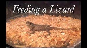 Caring For A Wild Blue Belly Lizard How To Feed A Pet Youtube
