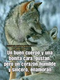 Todo Dicho M Frases De Miedo Frases De Lobos Frases De Consejos