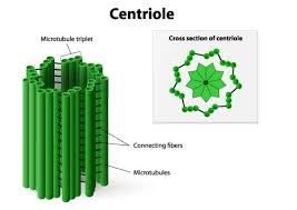 Maybe you would like to learn more about one of these? Centrioles Coolaboo Education Site