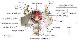 The labeled structures are (excluding the correct side): Pelvic Floor Muscles Base For All Movement Anatomy