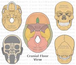 One may turn labels off to quiz oneself on anatomy. Pin On My Faves