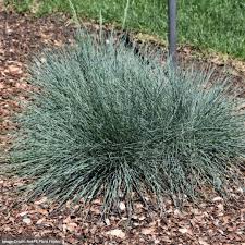 Image result for Festuca