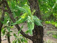 Image result for Terminalia macroptera