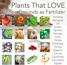 How To Use Coffee Grounds In The Garden In 2020 Uses For Coffee Grounds Organic Vegetable Garden Coffee Grounds