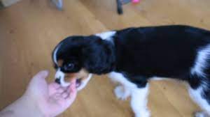 Dog Mouthing Affection What Does It Mean How Do I Stop It