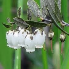 Image result for Chamaeclitandra