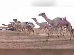 This is abu dhabi_camel race al wathba. by lekhman awajung on vimeo, the home for high quality videos and the people who love them. Mansour Bin Zayed Witnesses Zayed Grand Prize For Camel Racing Urdupoint