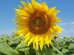 Târgul bio life style expo ii 9. Targ Agronomie Home Facebook