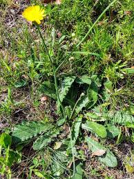 Image result for Hypochaeris radicata