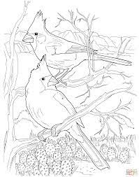 Cardinal on branch adult coloring page. Fresh Realistic Cardinal Coloring Pages Bazetinha