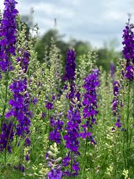 Maybe you would like to learn more about one of these? Apex Flower Farm Florist Service For Apex And Cary Nc