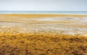 Escape From Sargasso Sea: Tremendous Sargassum Blooms Challenge Caribbean  And Atlantic Communities | Environmental Health Perspectives | Vol. 131,  No. 9