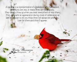 Red Birds That Look Like Cardinals Quotes About Cardinals Quotesgram Bird Quotes Red Birds Cardinal Birds