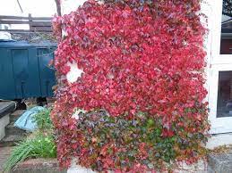 We did not find results for: Do Climbing Plants Creepers Ivy Damage Walls Never Paint Again