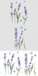 Sweet Purple Lavender Flower Png Set Lavender Flowers Wedding Borders Flowers