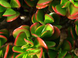 Lustrous dark green leaves with red flowers that open in february/march. Grow Jade Plant In Your Indoor Garden