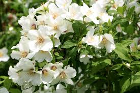 Ansonsten würde das wasser zu schnell zu eis gefrieren. Pfeifenstrauch Philadelphus Pflege Anleitung