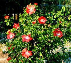 This means it can only be planted outdoors in southern parts of florida, california, texas the hibiscus tree enjoys full sunlight and will need plenty of it if you want it to produce an abundance of flowers (better homes and gardens). Hidden Valley Hibiscus Pruning Hibiscus