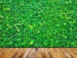 Best carpet for your space; Green Leaves Wall With Wood Floor Stock Image Image Of Background Park 104808651