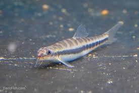 Image result for Phyllorachis