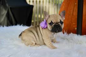 French bulldog puppy for sale in kirkland, wa, usa. French Bulldog Puppies For Sale Winston Salem Nc 285280