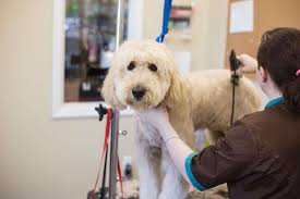 Or break your back bending over in the bath tub? Dog And Puppy Grooming With Spa Services Mercer County Hamilton