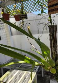 Image result for Annickia ambigua