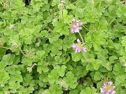 Image result for Pelargonium apetalum