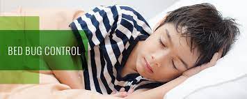 At it's bugs or us®, we are here to help. Bed Bug Pest Control Pest Management Austin