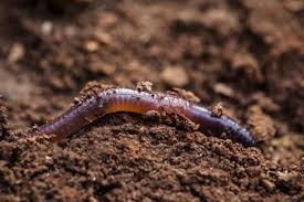 Earthworms are the foundation of a healthy, thriving garden. What Are Worm Beds And How Do I Make One