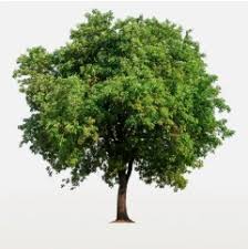 LUCIUS LEWIS Obituary (1952