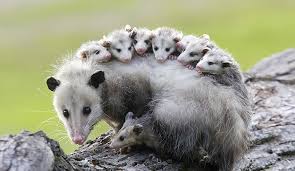 How do i get rid of possums in my garden. Best Possum Trap In 2020 How To Get Rid Of Possums Reviews