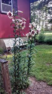 Maybe you would like to learn more about one of these? Tree Lily Info Tips For Growing Tree Lilies In The Garden