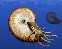 Image result for Phyllorachis